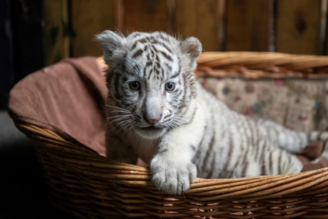 Un bébé tigre blanc au zoo de Kunming, le 12 octobre 2018, dans la province du Yunnan, en Chine