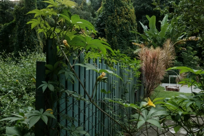 C'est leur jardin d'Eden mais, comme dans la Bible, l'expulsion menace: les Brésiliens vivant depuis des décennies au sein du Jardin botanique de Rio de Janeiro redoutent désormais une intervention de la police pour les déloger.