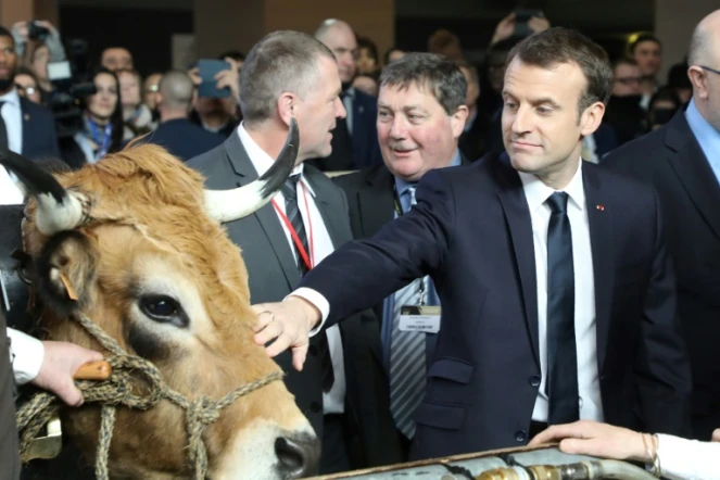 Emmanuel Macron caresse une vache au salon de l'Agriculture, le 24 février 2018 à Paris.