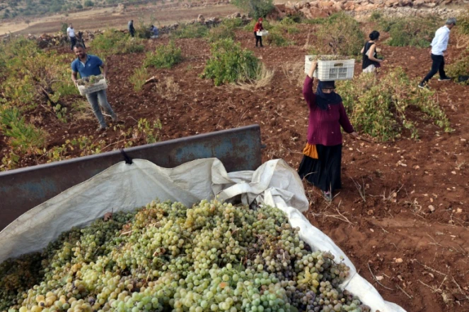 Vendanges de raisins Mazrona, un cépage local, à Midyat, en Turquie le 19 octobre 2021