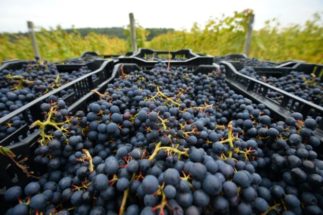 Du raisin prêt à être transporté dans un vignoble près de Scaynes Hill, appartenant au département vin du Plumpton College dans le sud de l'Angleterre, le 12 octobre 2015