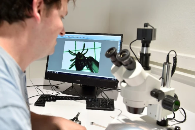 Observation d'une tique au microscope dans un laboratoire de l'Institut national de la recherche agronomique (Inra) à Champenoux (Meurthe-et-Moselle), le 28 septembre 2018