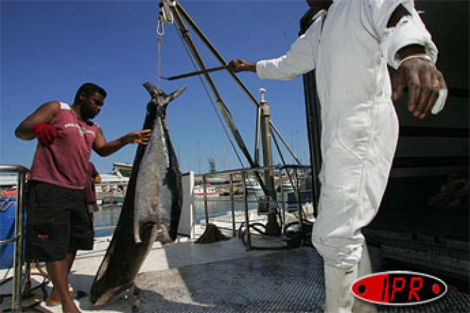 Septembre 2006

Activité marginale hier, la pêche est devenue en 20 ans le deuxième poste à l'exportation après la filière canne-sucre