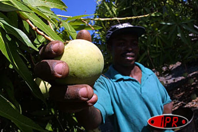 Conséquences du mauvais temps, les mangues ont fait partie des fruits rares en 2002