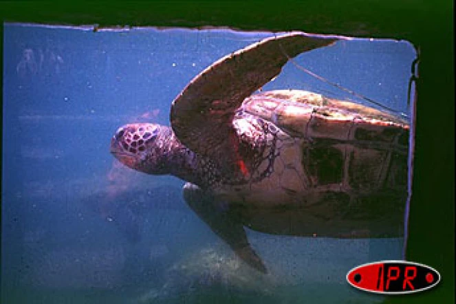 Les tortues marines sont protégées par la convention de Washington sur la protection des espèces menacées