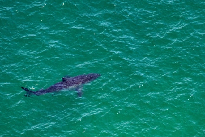 Un grand requin blanc nage près de la côte de Cape Cod