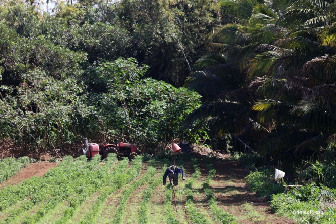 agriculture piment