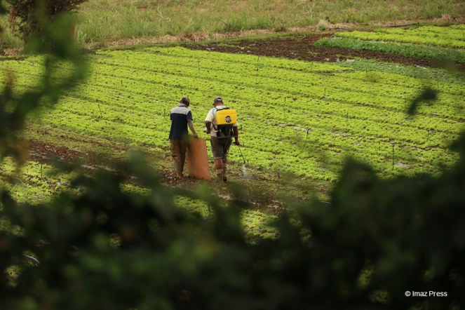 agriculture