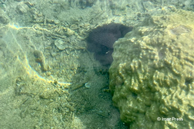 acanthaster dans le lagon de l'hermitage