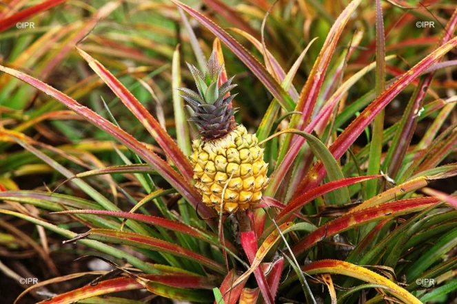 Ananas