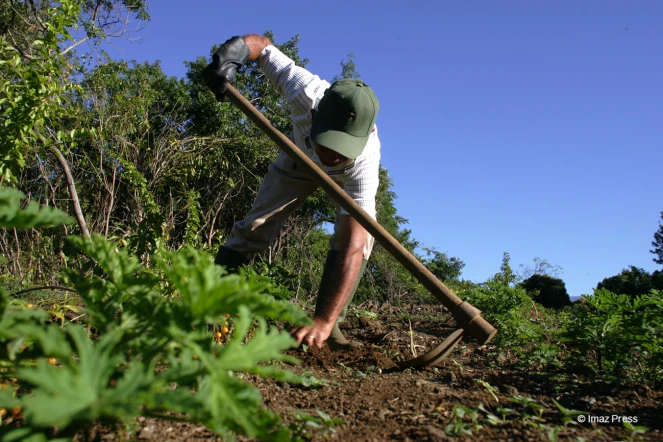 Planteur