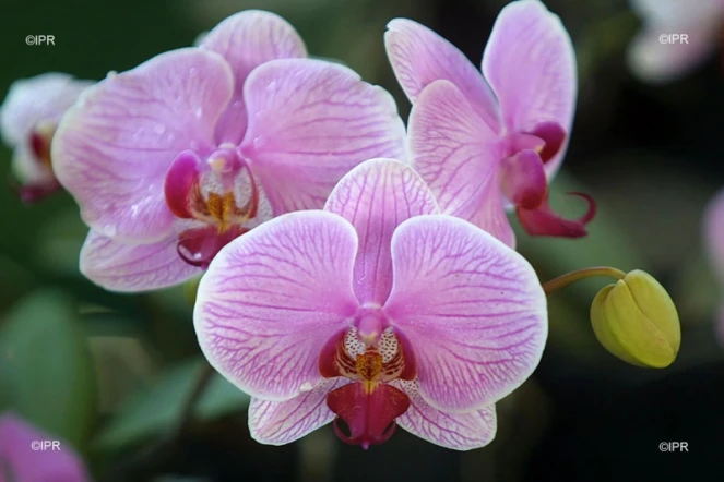 orchidées