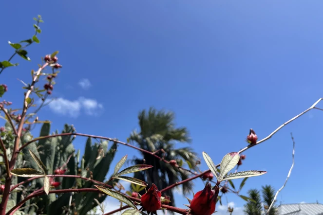 météo ciel bleu bissap vent