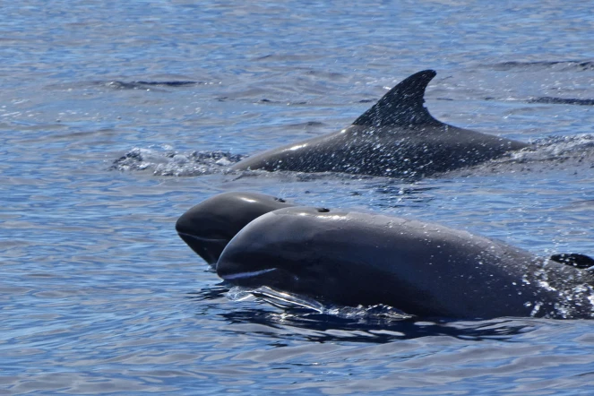 dauphins d’électre