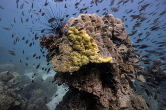 corail - AFP - Thaïlande