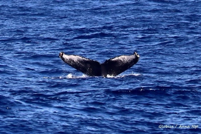 première caudale de baleine à bosse de la saison 2022