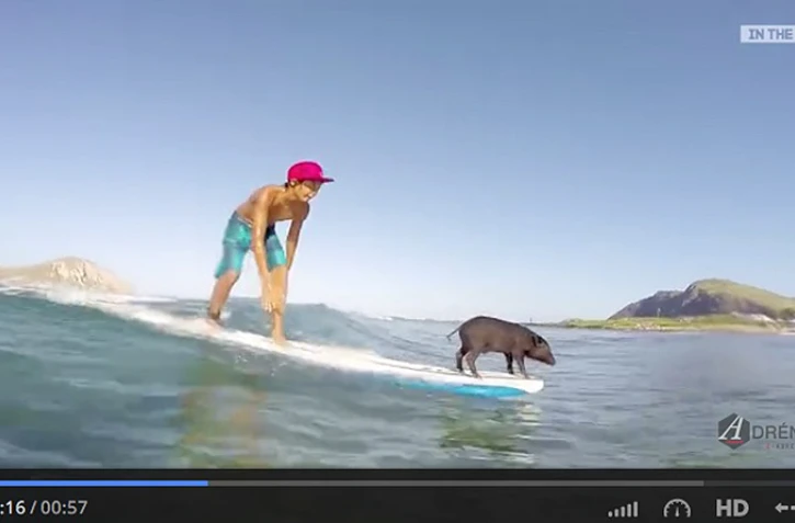Cochon 