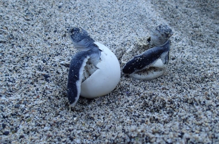 Après l'éclosion des oeufs, Kélonia étudie le cinquième et dernier du nid d'Emma