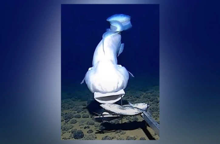 poissons abyssaux ophidiidae