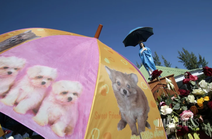 Vierge Parasol
