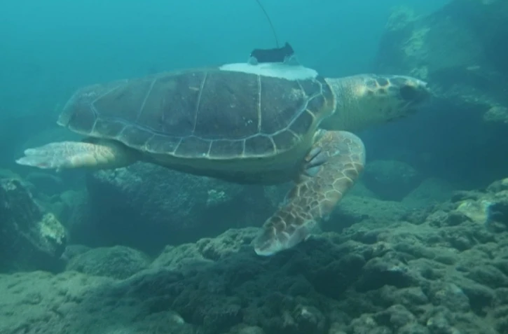 Le voyage continue avec la tortue caouanne Tina