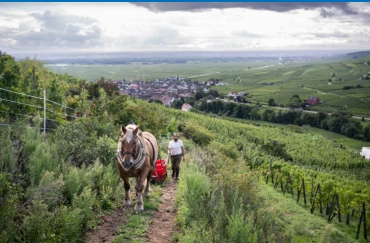 Malik Oudni, propriétaire de "La ferme sans nom" et son cheval Vizir, lors de vendanges à Ammerschwihr, dans le Haut-Rhin, le 5 septembre 2025 ( AFP / SEBASTIEN BOZON )