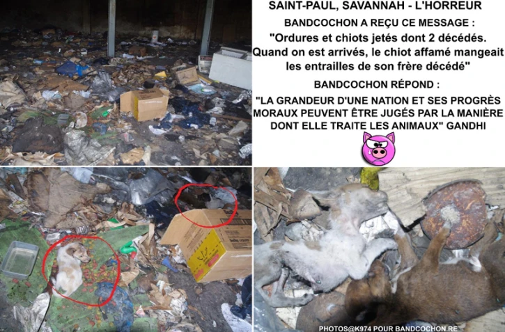 Bandcochon