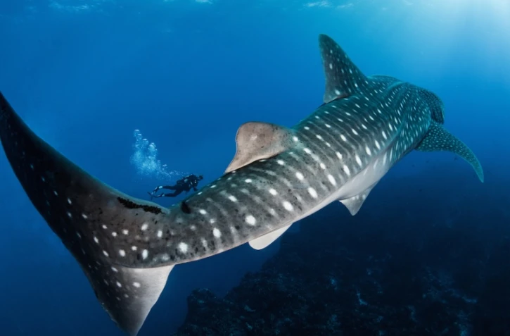 Rencontre plongeur et requin baleine