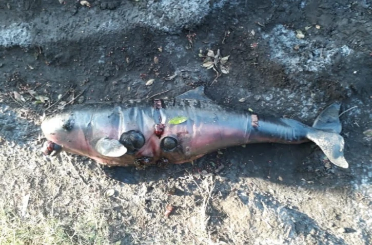 Un cachalot nain échoué à Sainte-Marie