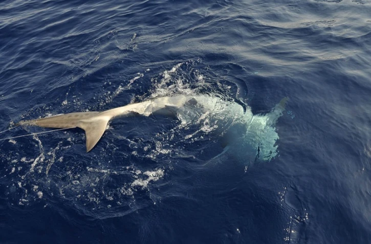 requins 