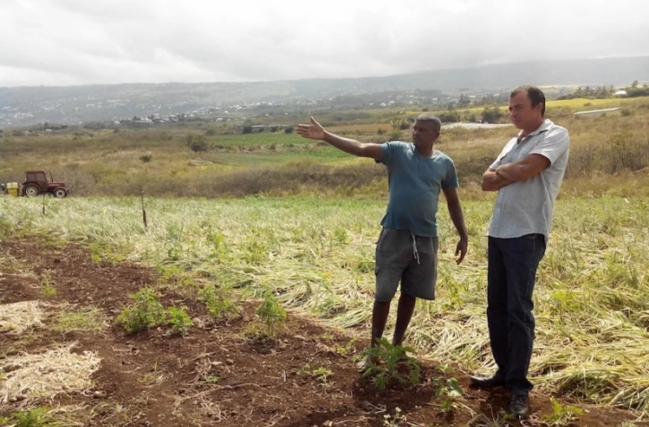 Production Oignon Piton Saint Leu