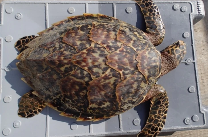 Manon, une jeune tortue imbriquée retrouvée morte à La Saline