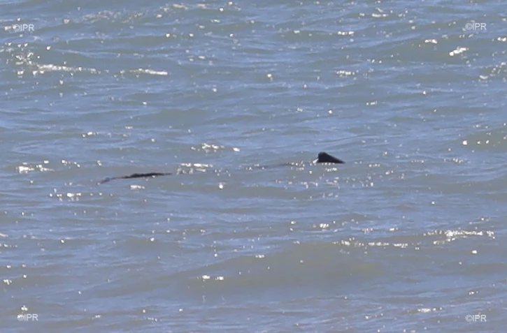 Au lendemain du drame, un requin rôdait toujours près du lieu de l'attaque