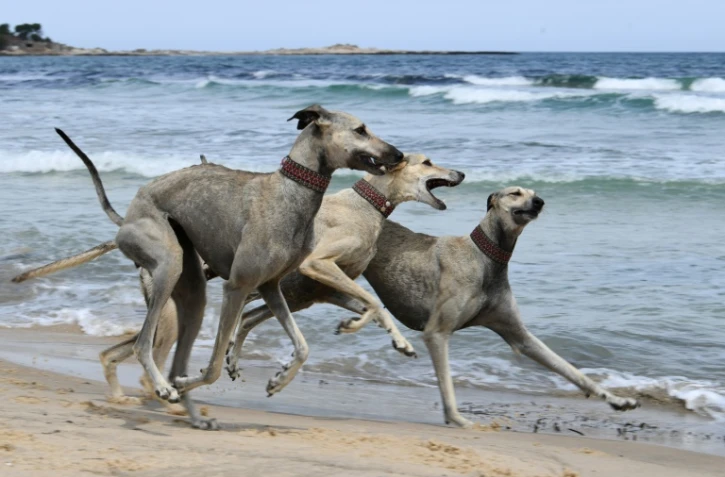 Des lévriers sloughis jouent sur une plage à Cap Angela, dans la région de Bizerte, le 22 mai 2025 en Tunisie