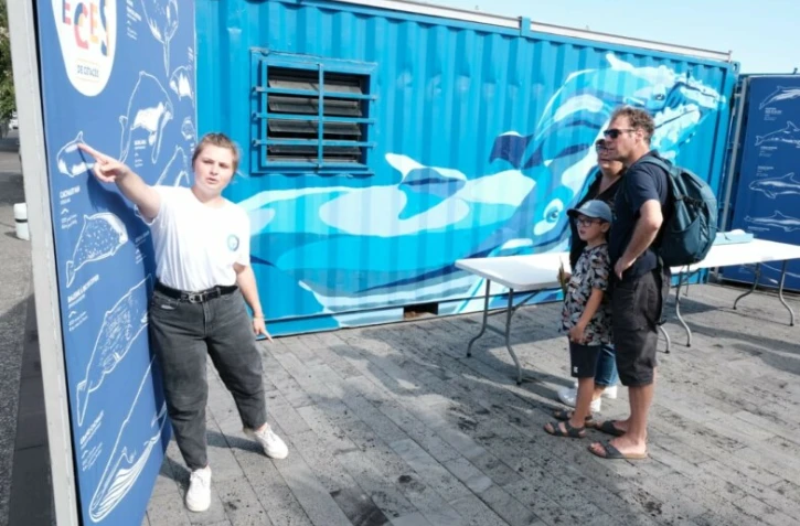 Les baleines s’invitent au musée du Débarcadère