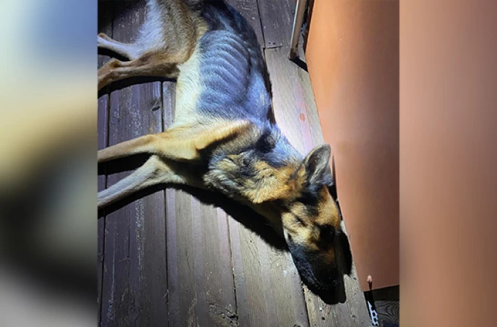 La Possession : une chienne délaissée par ses propriétaires, morte après quatre semaines d'agonie