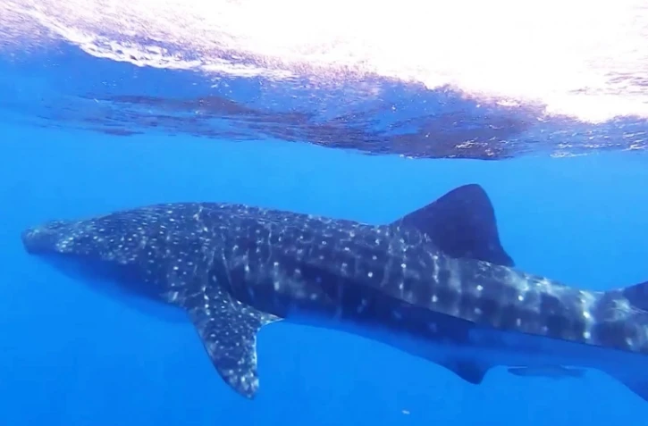 Globice observe à son tour un requin-baleine au large du Port