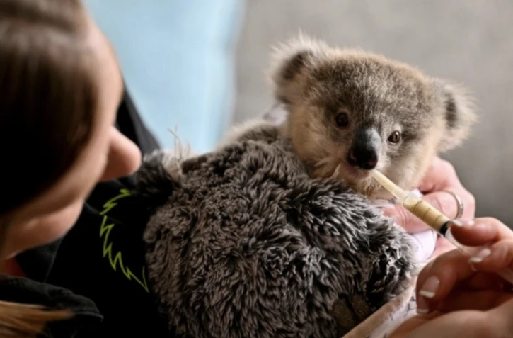 Emma Meadows de l'association Wires nourrit Ajooni, un bébé koala, le 4 octobre 2024 à Sydney ( AFP / Saeed KHAN )