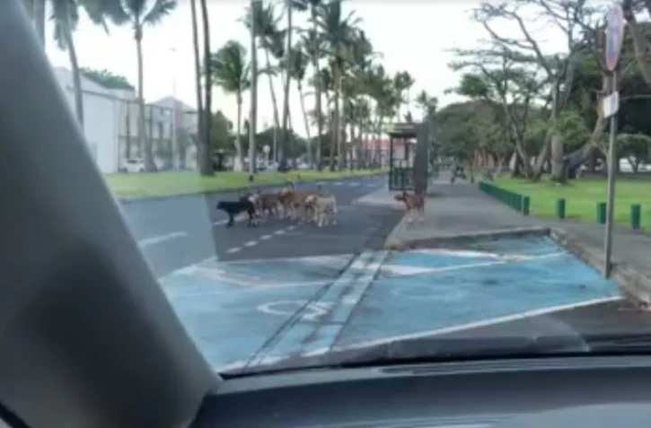 Un gang de chiens s\'attaque aux motos. (Hozzy Youne Kaye/Radar 974)