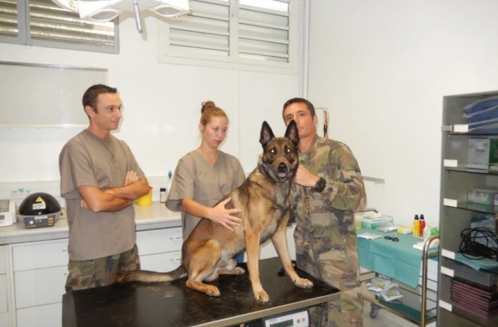 Les animaux militaires des FAZSOI soignés grâce à l'ostéopathie 