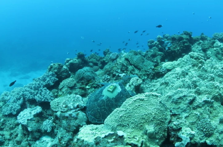 balise tortue retrouvée lors d'une plongée, 12 février 2022