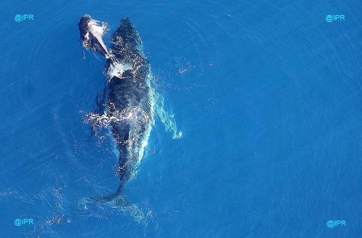 Baleines 