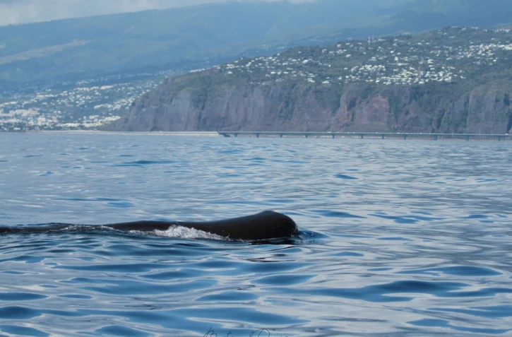 Observation marine : des cachalots aperçus aux abords de la NRL