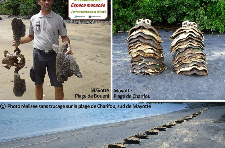 Braconnage de tortues à Mayotte