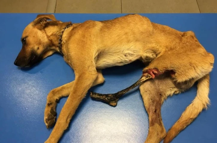 Atchi, un chien visé par un tir de plomb et sauvé par RPA 974