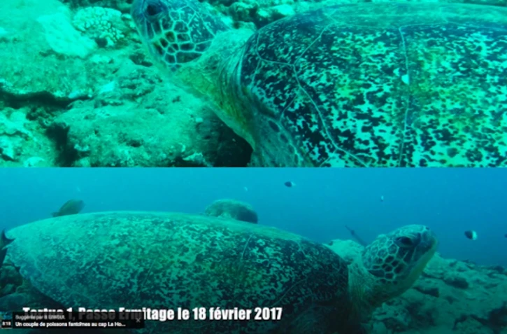 Tortue verte Stéphane 
