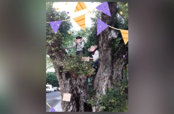 Un tamarin centenaire sauvé de l'abattage à Saint-Denis