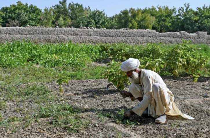 Selon l'Office des Nations unies contre la drogue et le crime (ONUDC), l'éradication du pavot a infligé l'an dernier près d'un milliard d'euros de pertes aux cultivateurs afghans ( AFP / Wakil KOHSAR )