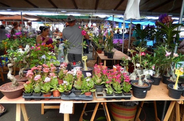 Déménagement du marché aux fleurs de Saint-Pierre