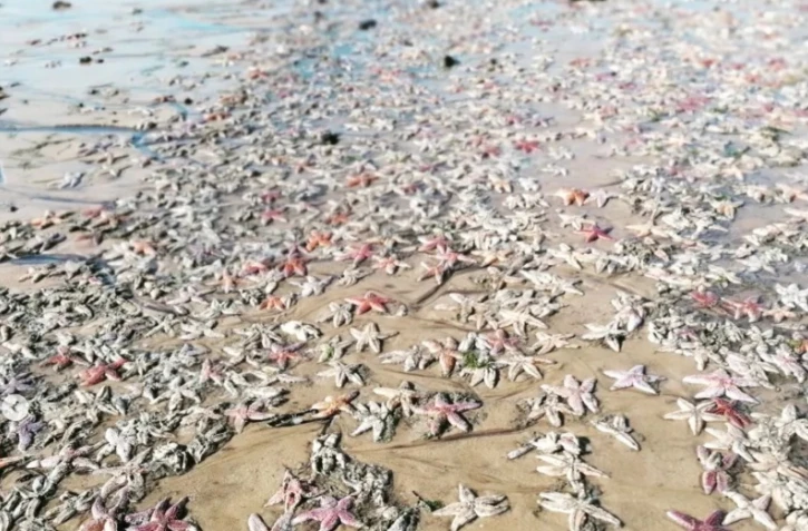 dune du pilat nouvelle quitaine arcachon étoiles de mer échouées